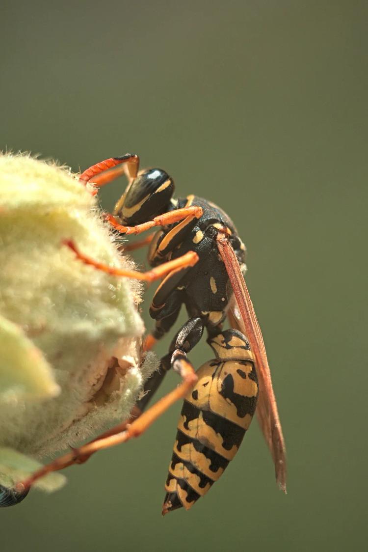 Wicked Wasps