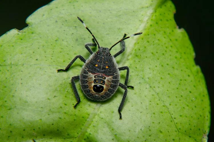 Stink Bugs — A Smelly Situation