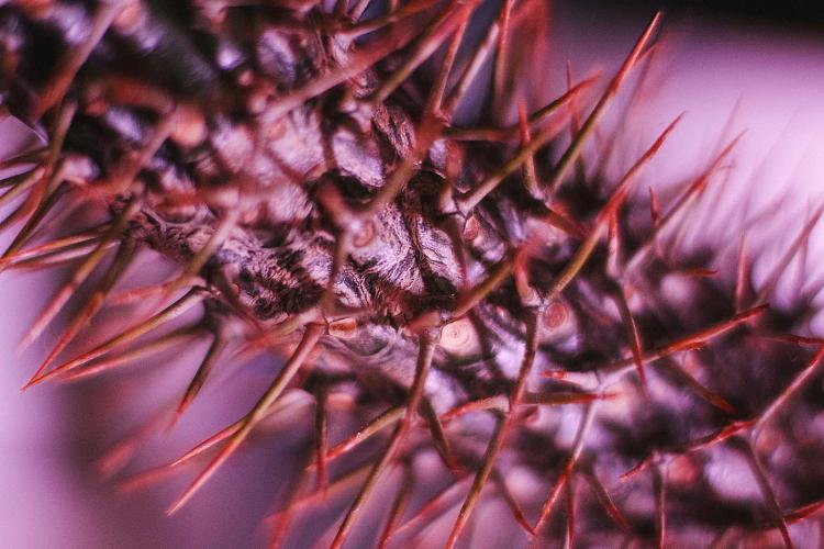 Sea Urchins vs Kelp Forests