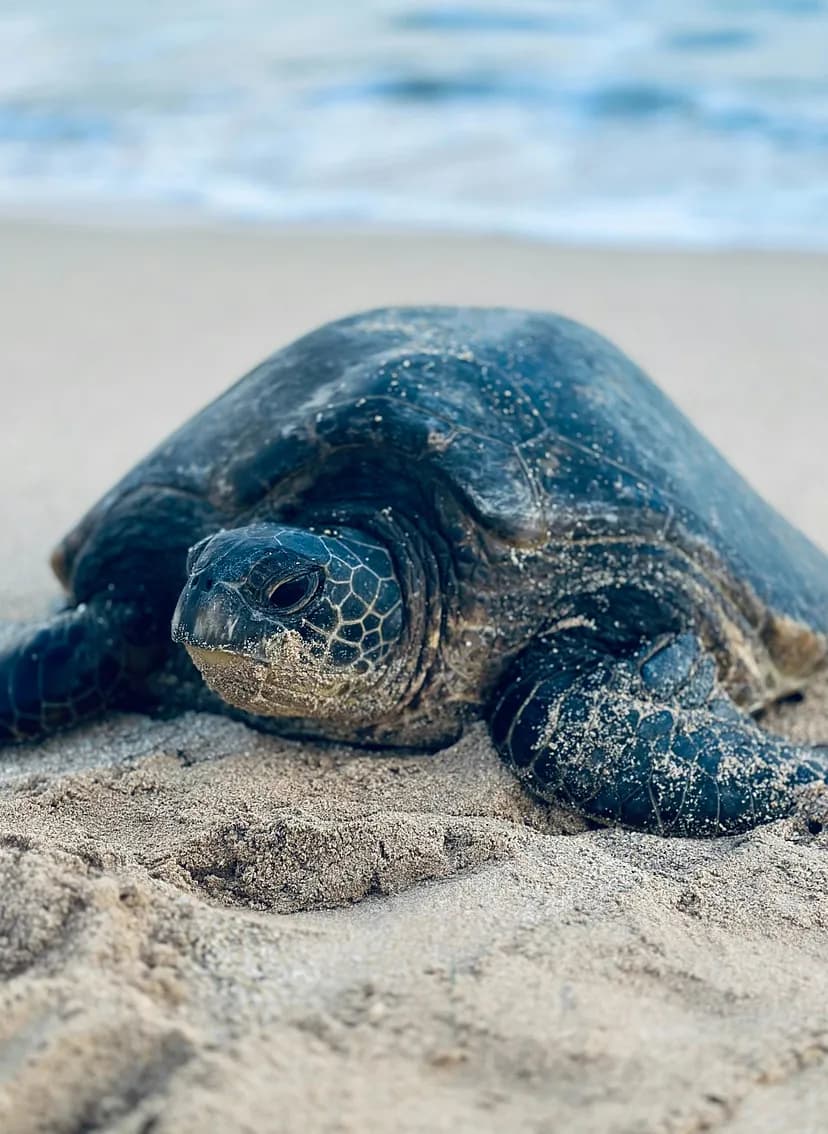 Sea Turtles In Hawaii